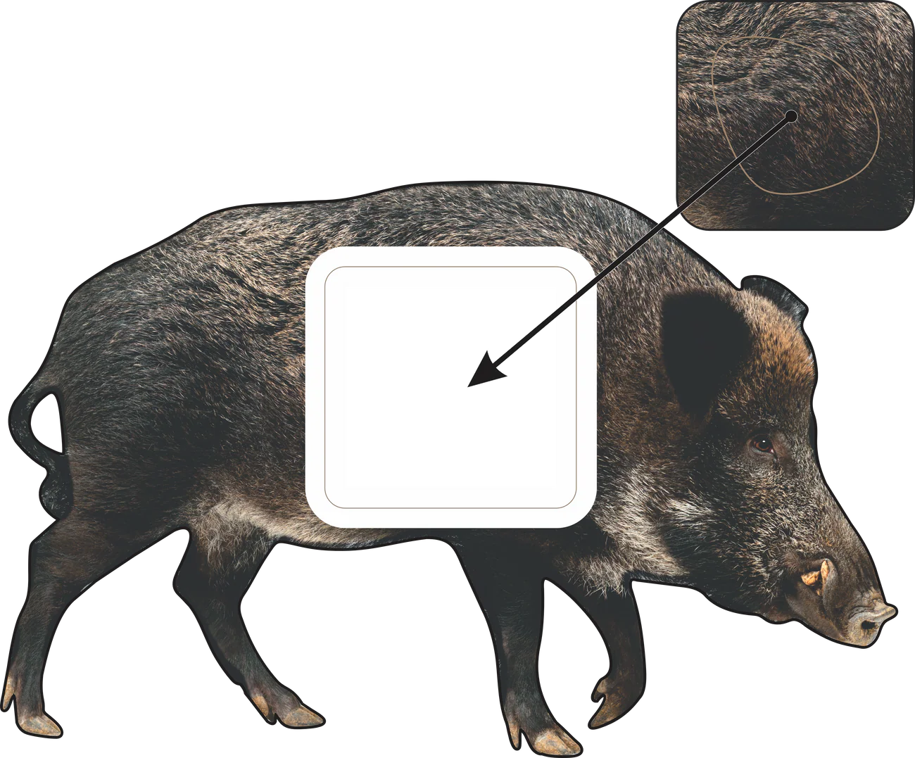 2D WILD BOAR BROADSIDE TARGET WITH QUIVAR TECH